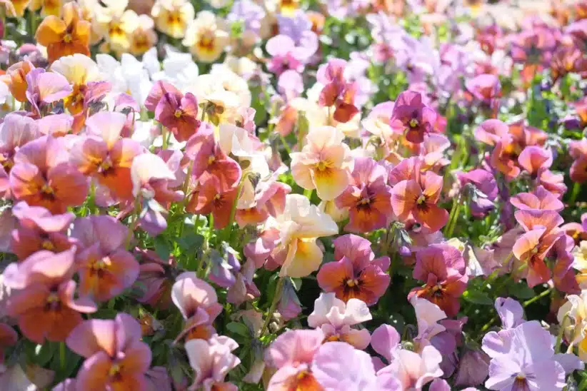 Gros plan de pensées colorées, capturées avec le Fujifilm X-E5 et le profil Astia par Yukio Uchida.