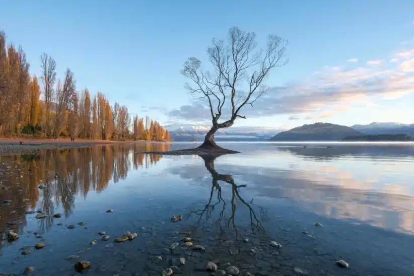 Arbre solitaire du lac Wanaka reflété dans l'eau calme. Paysage serein, Fujifilm X-E5. Photographie par Zao-Yanming.