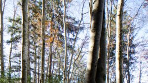 Aberration chromatique : troncs d'arbres en forêt sous un ciel clair, montrant des défauts optiques de couleur.