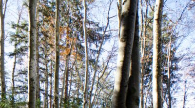 Aberration chromatique : troncs d'arbres en forêt sous un ciel clair, montrant des défauts optiques de couleur.