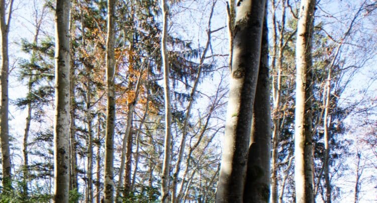Aberration chromatique : troncs d'arbres en forêt sous un ciel clair, montrant des défauts optiques de couleur.