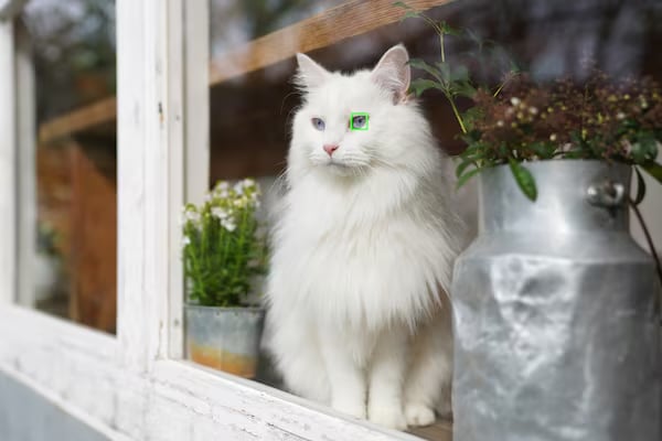 Chat blanc autofocus sur fenêtre, fleurs et pot laitier en arrière-plan pour article appareil photo hybride ou reflex.