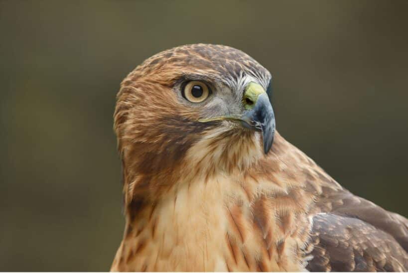 Gros plan sur une buse au plumage roux, l'œil parfaitement net