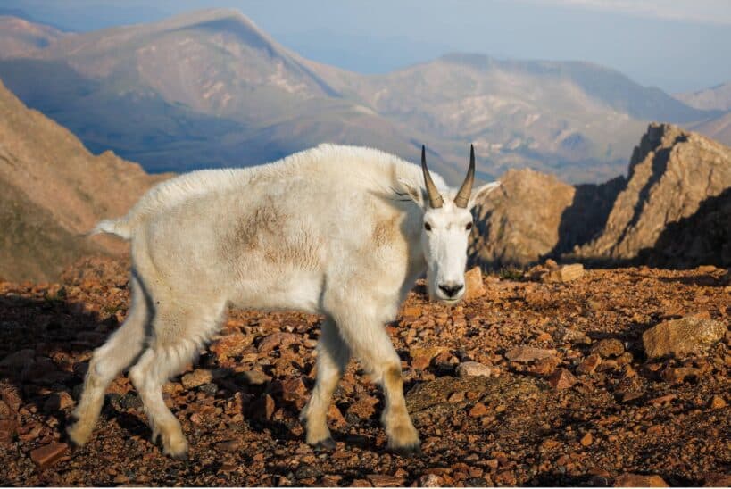Chèvre des montagnes au pelage blanc sur un versant rocheux, sommets en arrière-plan