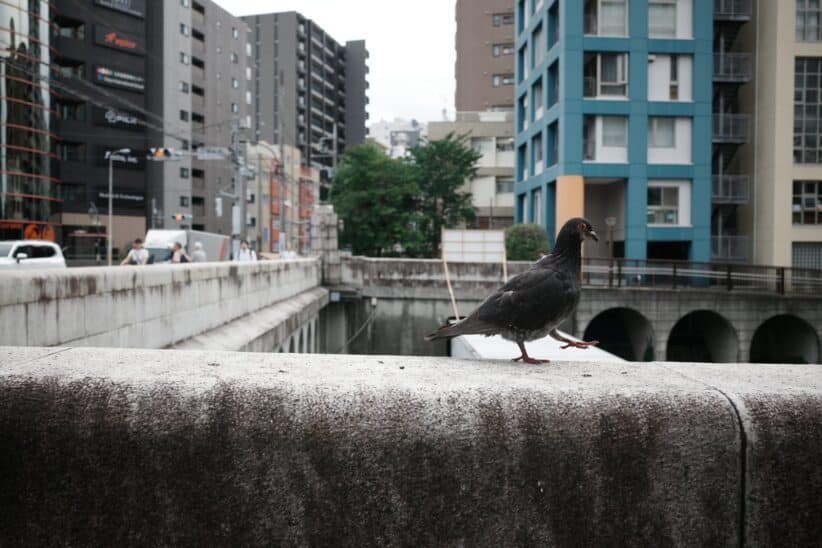 Pigeon posé sur le parapet en béton d'un pont, immeubles colorés en arrière-plan