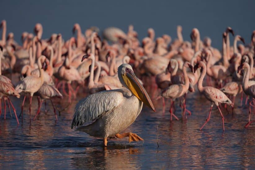 Pélican blanc dans l'eau au milieu d'une colonie de flamants roses